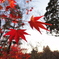 紅葉１