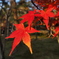 紅葉２