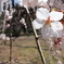 桜１