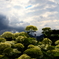 紫陽花と空