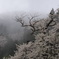 樽見大桜
