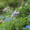 鎌倉長谷寺の紫陽花だより（その３）