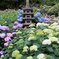 鎌倉長谷寺の紫陽花だより（その７）