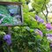 鎌倉長谷寺の紫陽花だより（その８）