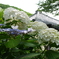 仁平寺の紫陽花　１