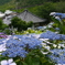 仁平寺の紫陽花　２