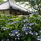仁平寺の紫陽花　３