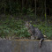 ご近所のねこさん