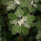 soft leaves