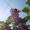 DSC02921