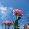 青空と薔薇