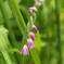 s2012 06 14_2370 ﾈｼﾞﾊﾞﾅ E-M5