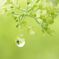 緑の雫　(Green　Ｄｒｏｐ）