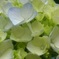 photo_1900275