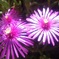 photo_1900284