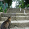 猫と石段
