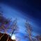 白樺の木と星空
