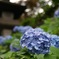 水無月の紫陽花（青）
