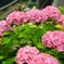 雨と紫陽花と江ノ電と