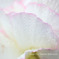 DPP_34441