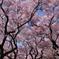 まんてんの桜
