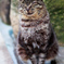 笑う！角には猫来る