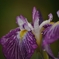 花菖蒲