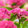 紫陽花　ピンク