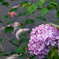 紫陽花　紫