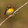 野鳥・・・