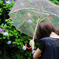 雨紫陽花