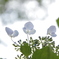 Hydrangea-1