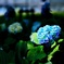 紫陽花