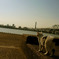 猫と川