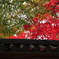 紅葉