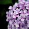 水無月の花