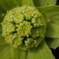 高山植物園にて・・