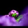 【紫陽花】
