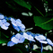 水無月11