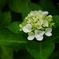 Hydrangea BouquetⅠ