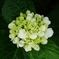 Hydrangea BouquetⅡ