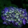 Hydrangea