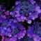 Purple rain
