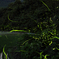 Firefly dance