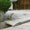 ねこ