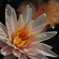 waterlily