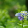 しとしと雨の紫陽花