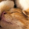 ☆sleepにゃ～☆