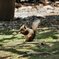 井之頭自然公園　リスの小径（こみち）
