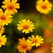 daisy 01
